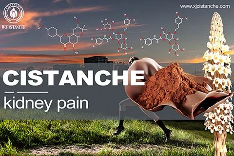 cistanche Chronic Renal Failure cistanche Chronic Renal Failure
