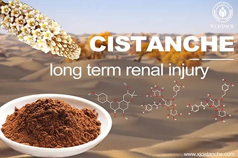 cistanche Chronic Renal Failure cistanche Chronic Renal Failure