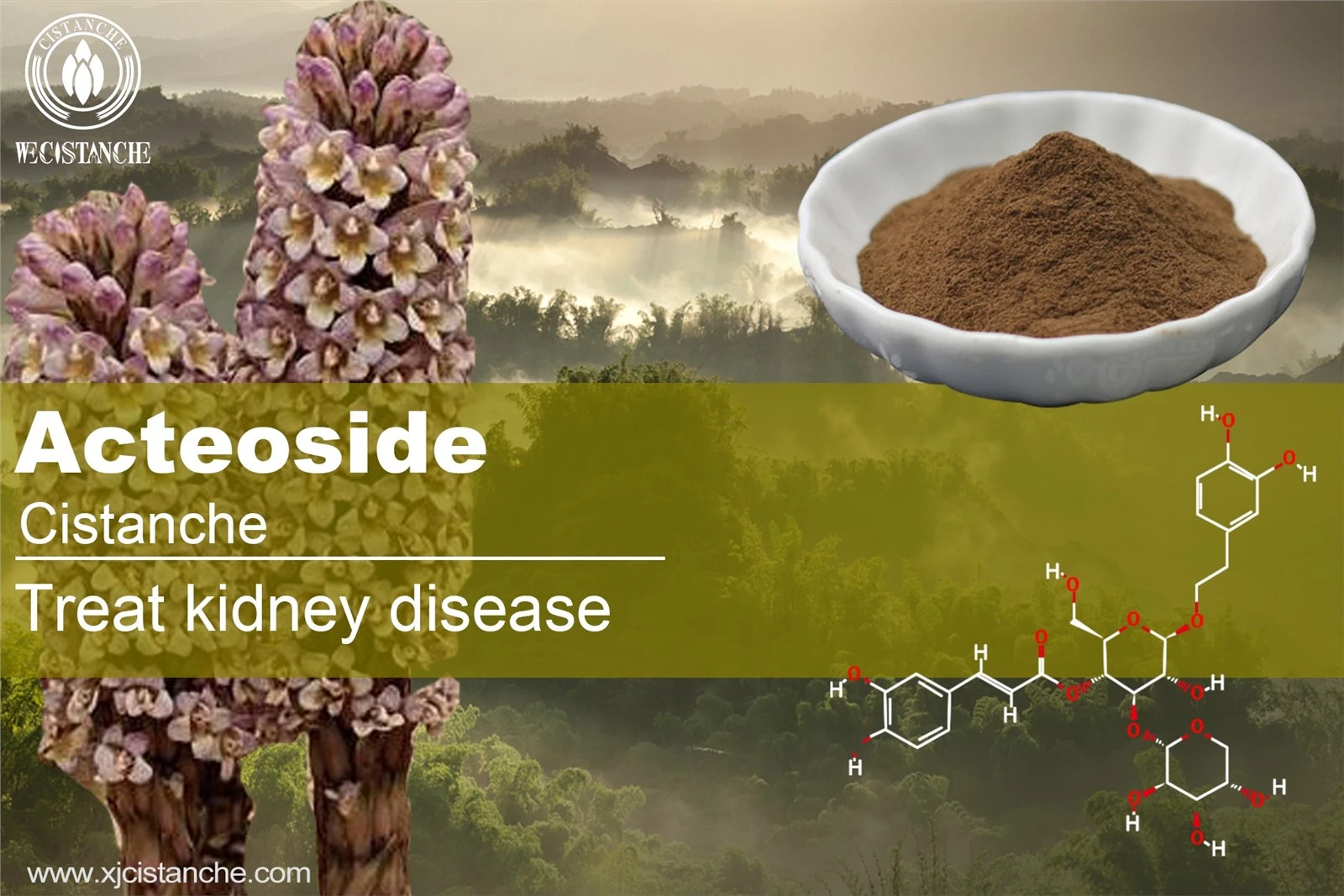 natural herb for kidney
