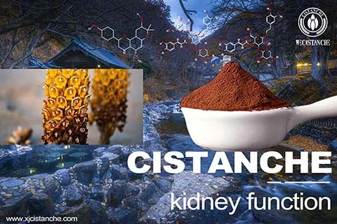 Cistanche-kidney function-5(71)