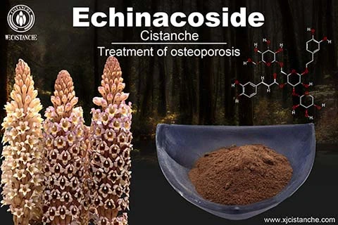 Cistanche Extract for Osteoporosis
