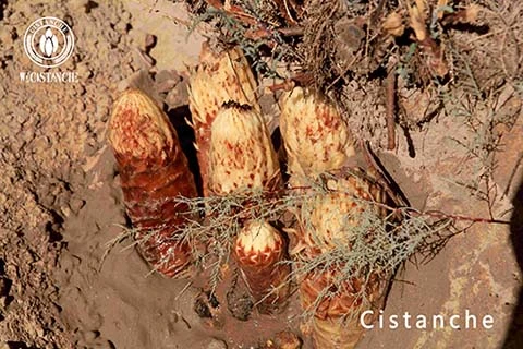 cistanche for hair loss cistanche for hair loss