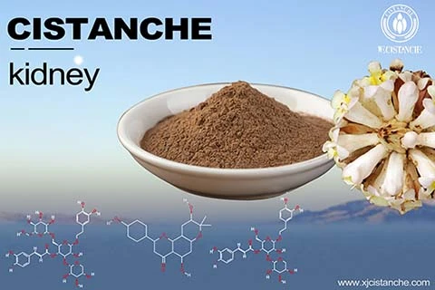 cistanche for hair loss cistanche for hair loss