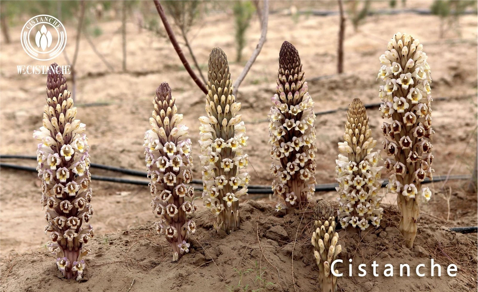 standardized Cistanche
