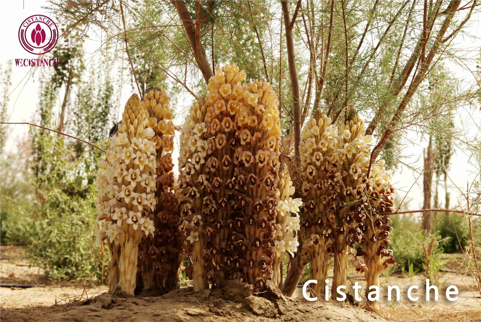 herba cistanches herba cistanches