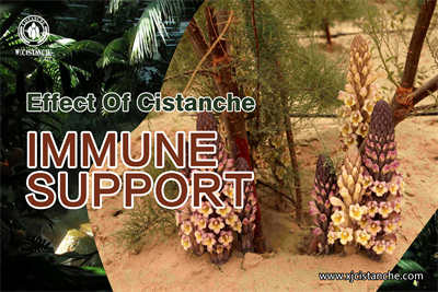 cistanche for sale cistanche for sale