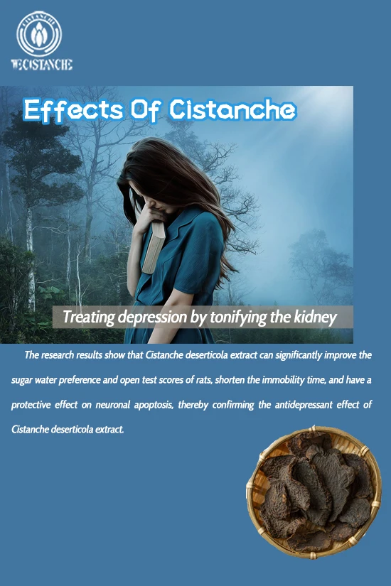 Chinese herb cistanche