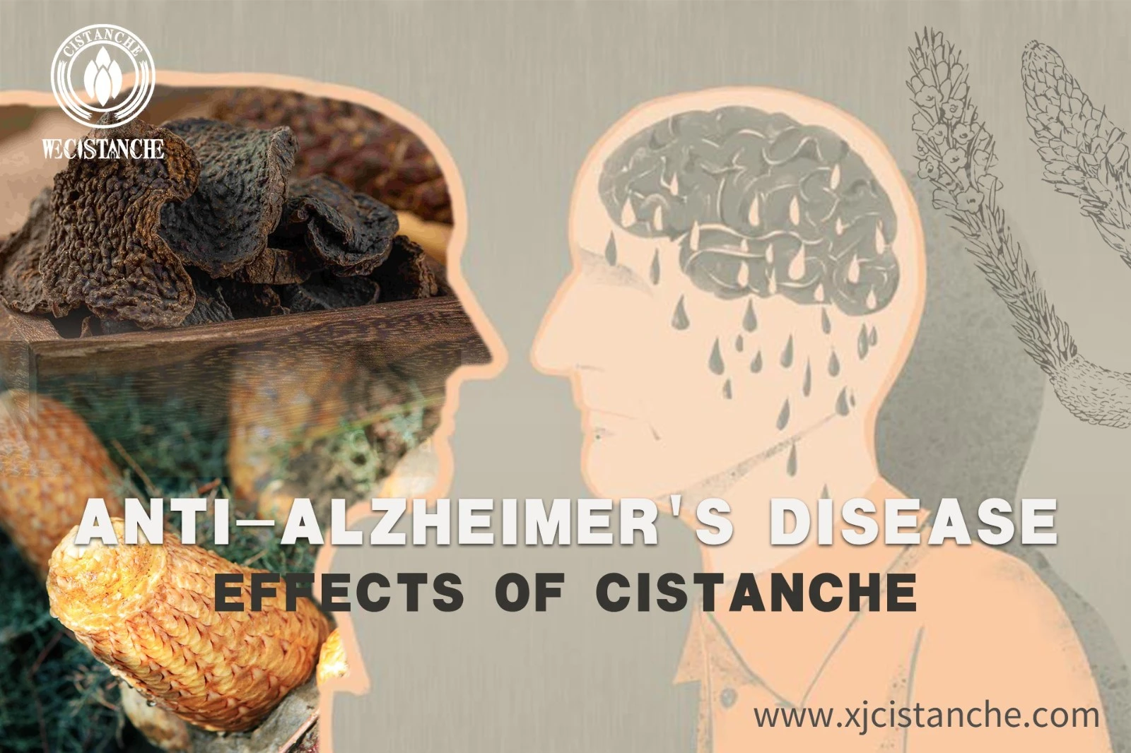 cistanche tubulosa dosage cistanche tubulosa dosage