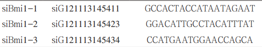Table 2 siRNA Bmi1 sequence Table 2 siRNA Bmi1 sequence
