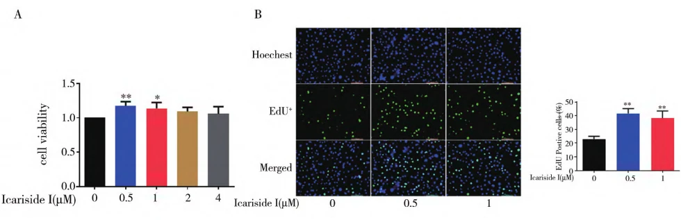 Figure 1: Effect of Cistanche glycoside I on mouse spermatogonial stem cells Figure 1: Effect of Cistanche glycoside I on mouse spermatogonial stem cells