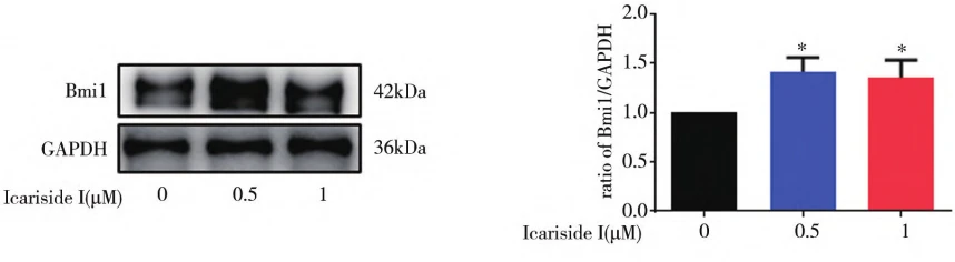 Figure 2: Effect of Cistanche glycoside I on Bmi1 protein Figure 2: Effect of Cistanche glycoside I on Bmi1 protein