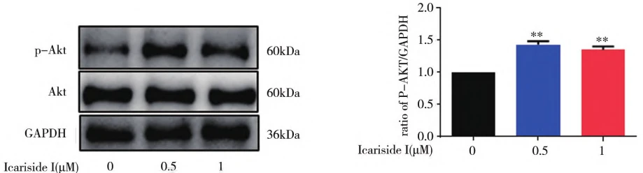 Figure 3: Effect of Cistanche glycoside I on Akt signaling pathway Figure 3: Effect of Cistanche glycoside I on Akt signaling pathway