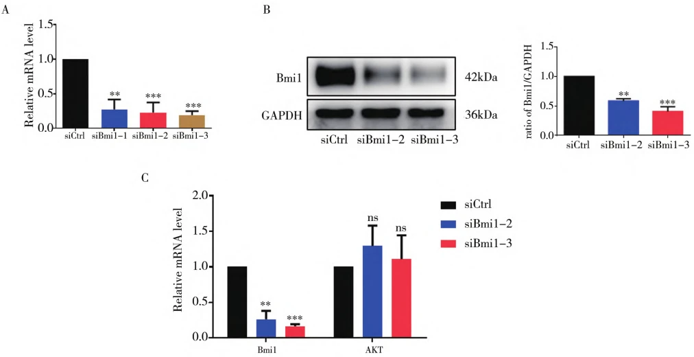 Figure 5: The impact of silencing Bmi1 on Akt Figure 5: The impact of silencing Bmi1 on Akt
