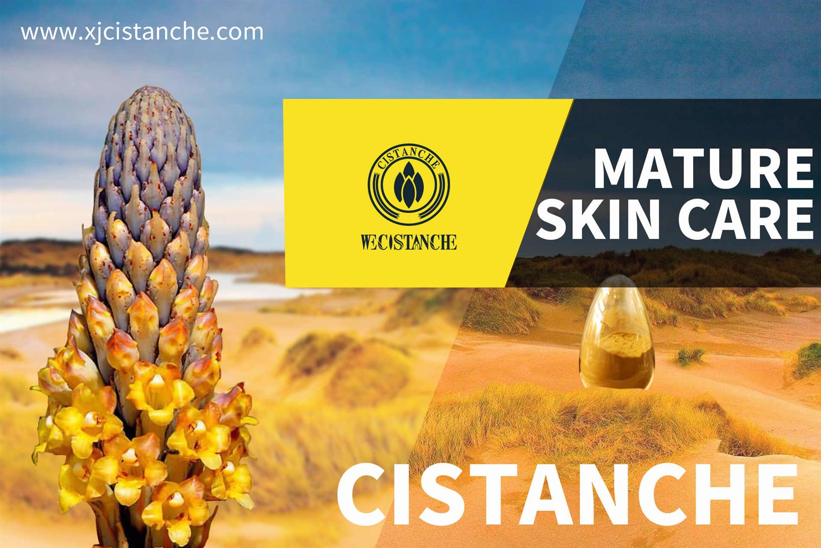 cistanche sold near me