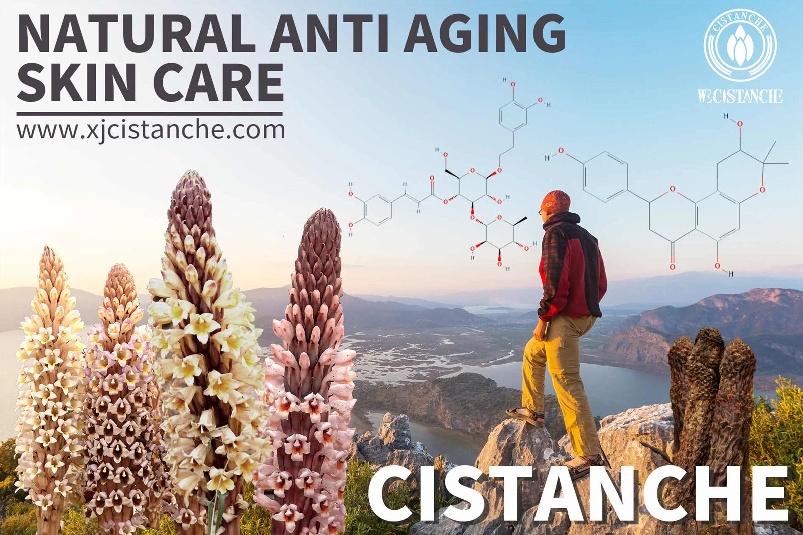 cistanche bienfaits cistanche bienfaits