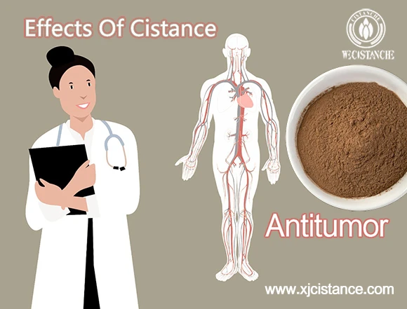 effects of cistance-antitumor (2)