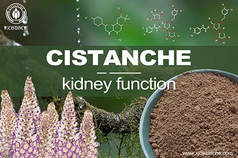 cistanche immunity