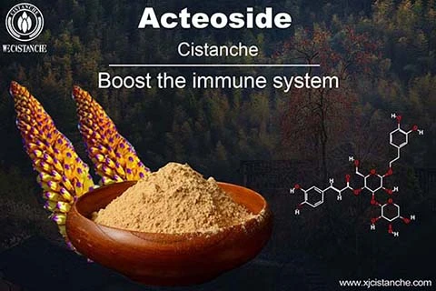 Acteoside in Cistanche (7)