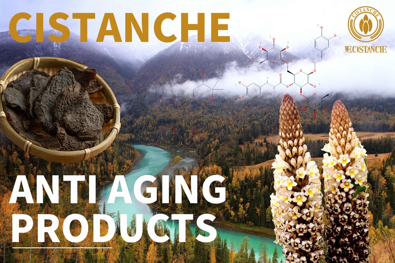 cistanche para que serve