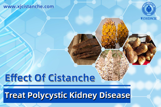 CISTANCHE FOR KIDNEY TRANSPLANTATION