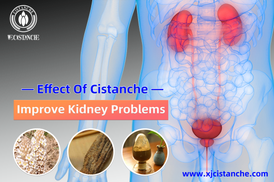 CISTANCHE FOR KIDNEY TRANSPLANTATION