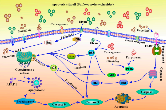 Figure 6. Apoptosis modulation by different sulfated polysaccharides derived from different sea weeds in cancer prevention.
