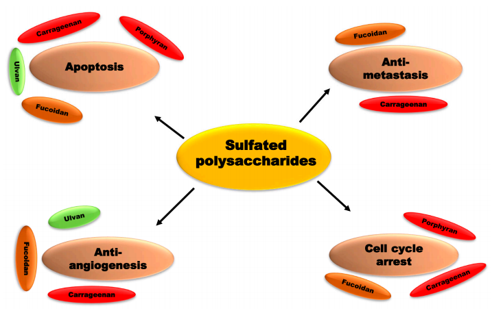 Figure 7. Sulfated polysaccharides displayed different chemopreventive roles in cancer.