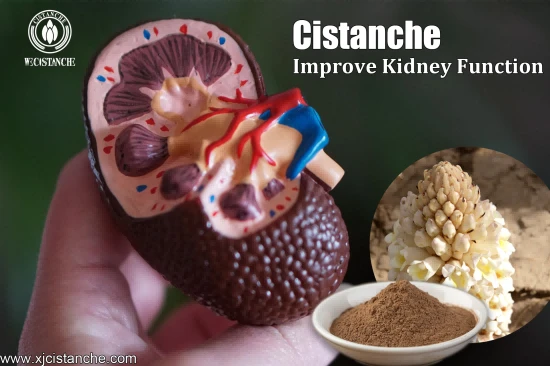 best cistanche for kidney