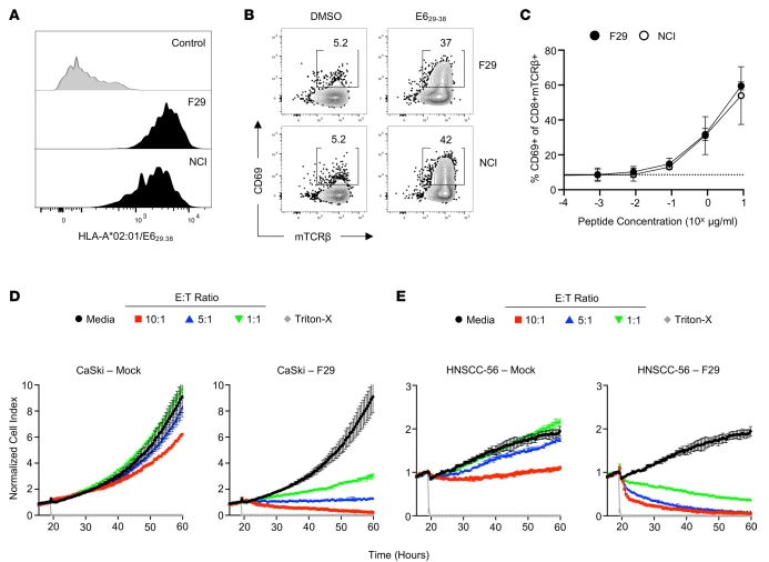 Figure 2. Functional characteristics of an HLA-A*02:01–restricted, E6-specific TCR from Hu-56 TILs. (A)