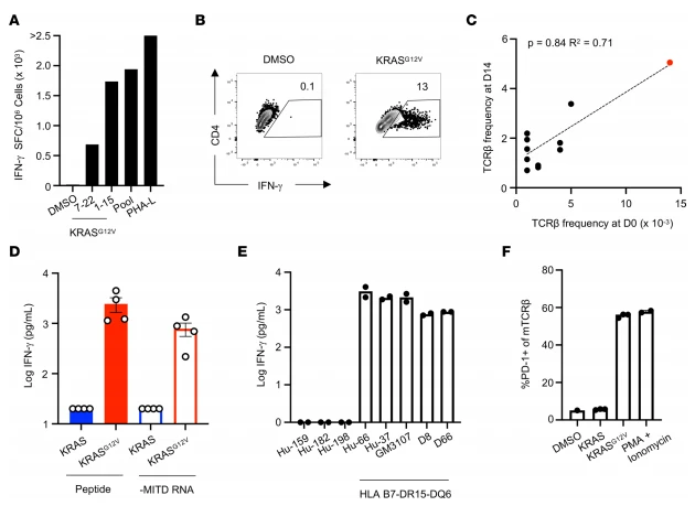 Figure 5. Identification of an HLA-DRB5*01:01–restricted, KRASG12V-specific TCR from the blood of a patient with pancreatic ductal adenocarcinoma. (A)