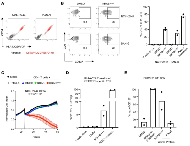 Figure 6. MHC-II+ KRASG12V+ tumor cells do not present KRASG12V-derived epitopes to CD4+ T cells. (A)