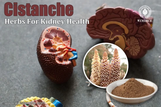 top quality cistanche with 25% echinacoside