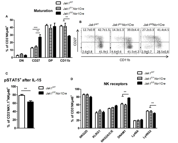 FIGURE 2 | The remaining Jak1fl/flNcr1Cre NK cells show an immature phenotype. (A, B) Splenic CD3−NKp46+ NK cells were analyzed for expression of CD27 and CD11b by flow cytometry. (A) The frequency of cells in each maturation stage is shown: DN (CD27 −CD11b−), CD27 (CD27+CD11b−), DP (CD27+CD11b+), CD11b (CD27−CD11b+). The total number of cells in each maturation stage is shown in Figure S1C. (B) Representative plots are shown. (C) pSTAT5(Y694)+ cells were analyzed within the CD3−NKp46+NK1.1+ population ex vivo after 15 min stimulation with IL-15 by flow cytometry. (D) Splenic CD3−NKp46+ NK cells were analyzed for expression of the indicated activating and inhibitory receptors by flow cytometry. The percentage of NK cells positive for each receptor is shown. The median fluorescence intensity data is presented in Figure S1D. (A–D) Bar graphs and numbers on the plots represent mean ± SEM of 2 independent experiments; n = 5–8. **p < 0.01, ***p < 0.001.
