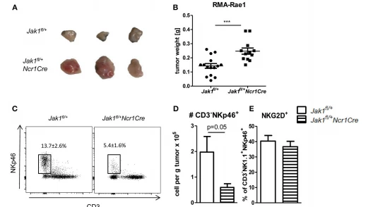 FIGURE 5 | Loss of one allele of Jak1 impairs tumor surveillance. (A, B) Jak1fl/+ and Jak1fl/+Ncr1Cre mice were injected s.c. with 106 RMA-Rae1 cells and after 10 days the tumor weight was assessed. Shown are (A) representative tumor pictures and (B) dot plots with horizontal lines representing mean tumor weights ± SEM from 2 independent experiments; n = 6–8 (C, D) Tumor-infiltrating NK cells were analyzed by flow cytometry. (C) Representative plots of tumor-infiltrating CD3−NKp46+ cells and their percentage among Rae1− cells are shown. (D) Total numbers of tumor-infiltrating CD3−NKp46+ cells per gram of tumor and (E) percentages of NKG2D+ NK cells are presented as bar graphs showing mean ± SEM from one experiment n = 4–5. ***p < 0.001.