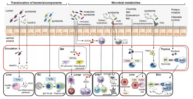 Fig. 1. Potential direct microbial mechanisms in systemic immunity. The gut microbiota can contribute to immune responses at distant sites through direct mechanisms such as the translocation of gut microbes and/or their components or their metabolites to the blood circulation and systemic organs. BM, bone marrow; DP, double positive; MΦ, macrophage; ROS, reactive oxygen species; VEGF-B, vascular endothelial growth factor B.