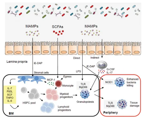 Fig. 2. The gut microbiota regulates hematopoiesis and immunity. The microbiota controls bone marrow (BM) hematopoiesis through several processes. Flt3L, FMS-like tyrosine kinase 3 ligand; SCF, stem cell factor; THPO, thrombopoietin.