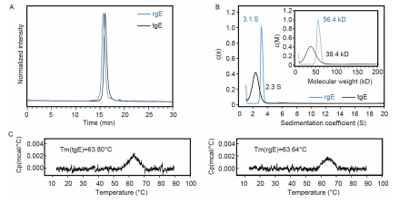 Figure 2 Characterization of tgE and rgE proteins. A, HPSEC profiles of the purified tgE. The retention time of gE is indicated. B, Sedimentation velocity analysis of the purified tgE protein. The sedimentation coefficient and molecular weight of tgE were determined by c(s) and c(M) methods independently. In (A) and (B), tgE is shown in black and red in blue. C, Differential scanning calorimetry profiles of the purified tgE and rgE protein.