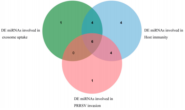 Figure 7. DE miRNAs related to exosome uptake, PRRSV invasion, and immunity