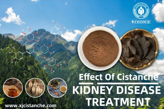 CISTANCHE EXTRACT WITH 25% ECHINACOSIDE AND 9% ACTEOSIDE FOR KIDNEY FUNCTION CISTANCHE EXTRACT WITH 25% ECHINACOSIDE AND 9% ACTEOSIDE FOR KIDNEY FUNCTION