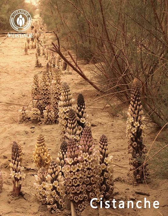 Cistanche deserticola florescence (3)
