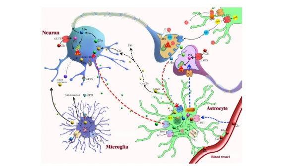 improving brain function