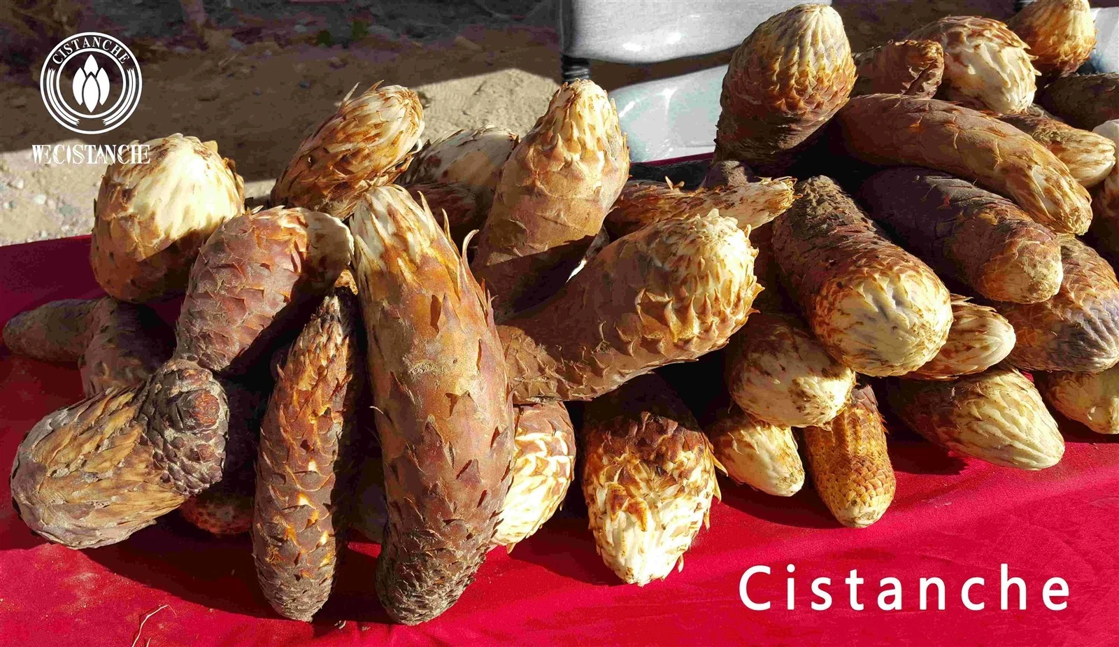 Cistanche Tubulosa Cistanche Tubulosa