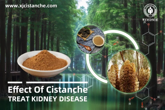 CISTANCHE TO WORK FOR KIDNEY
