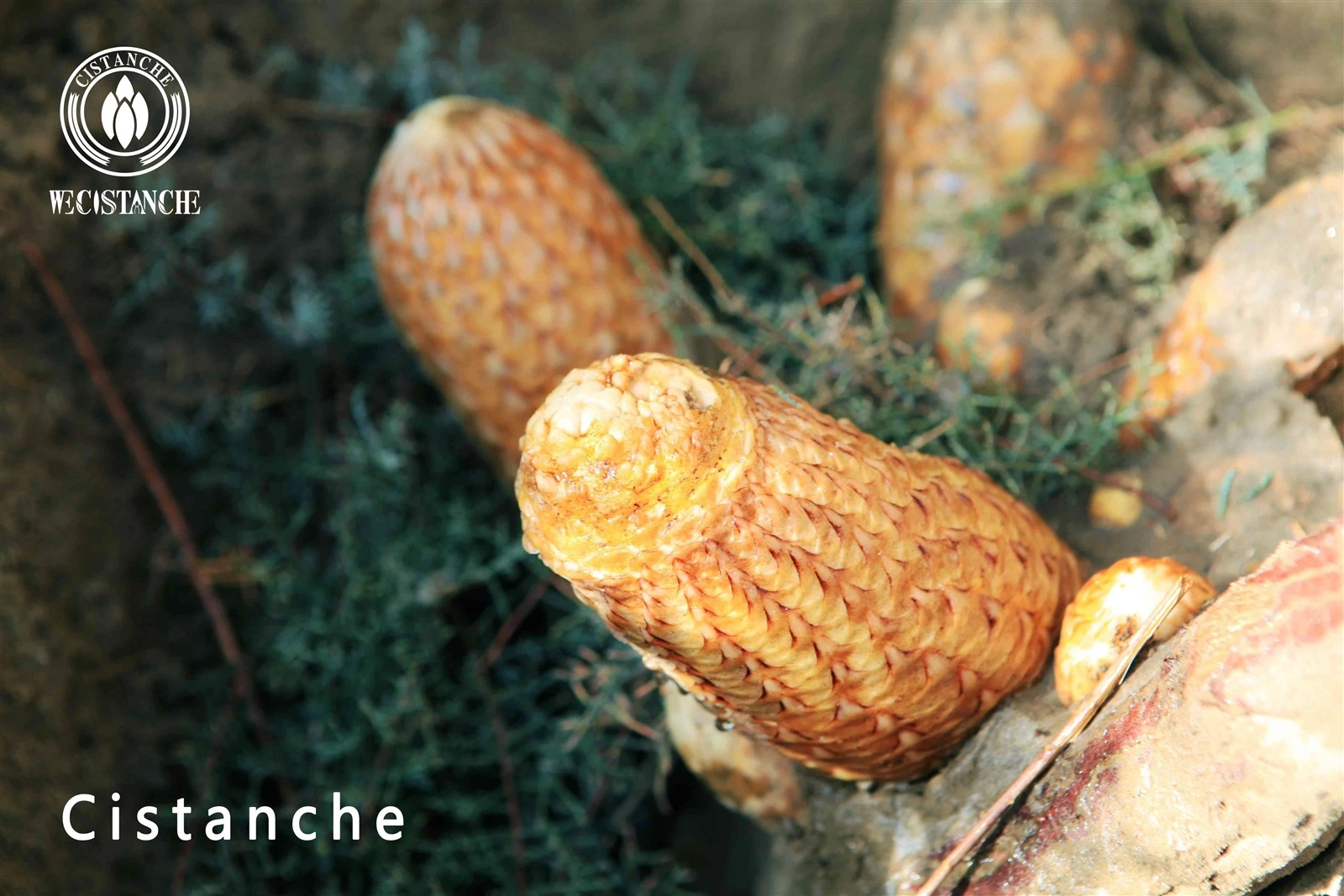 cistanche tubulosa natural herbal medicine