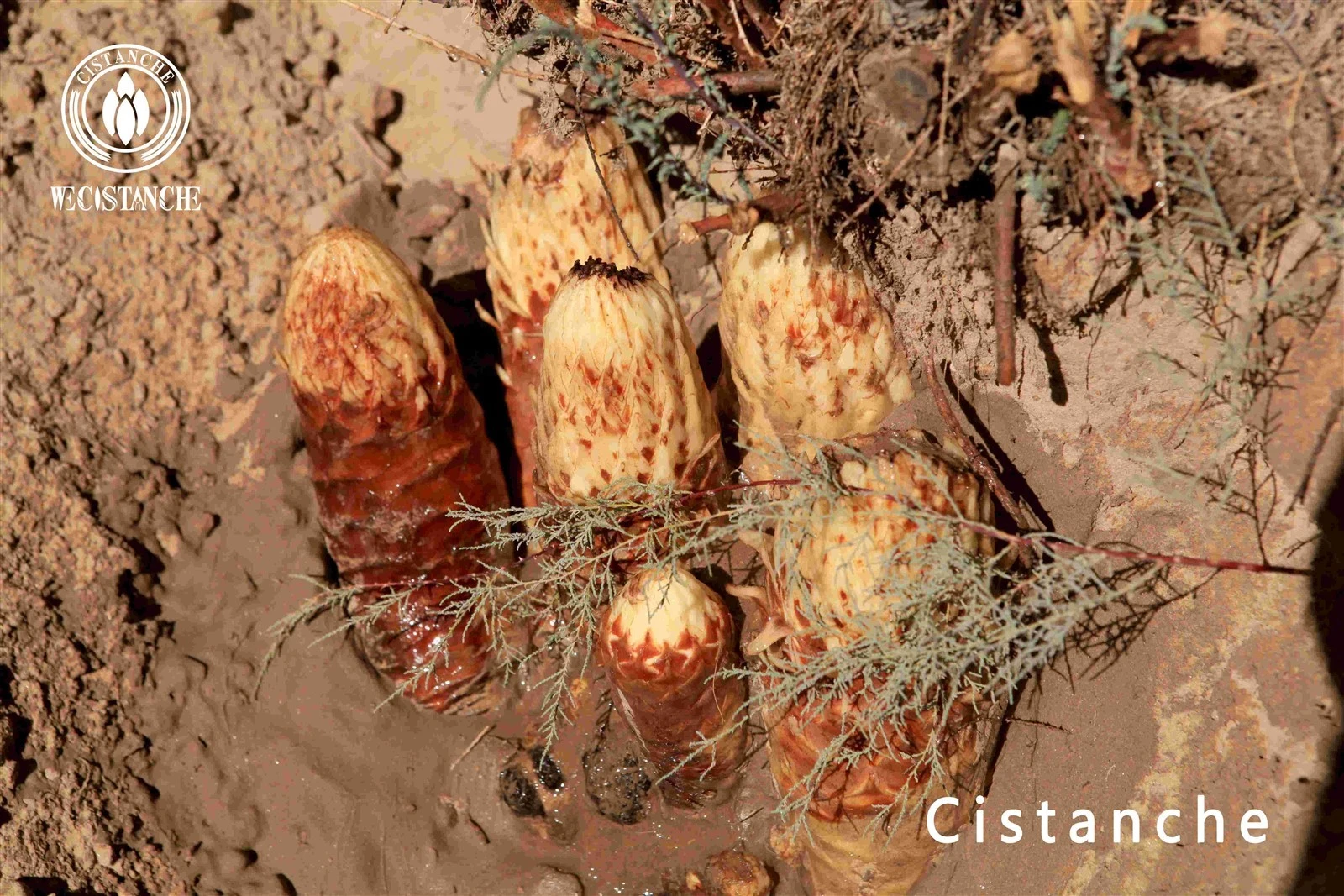 cistanche tubulosa natural herbal medicine