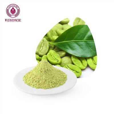 클로로겐산 분말