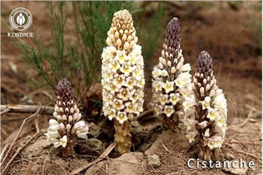 Cistanche Tubulosa 재료 Cistanche 뿌리 Cistanche 줄기 Cistanche 추출물
